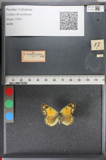 Media type: image;   Entomology 118932